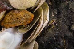 Parablennius laticlavius