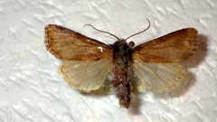 Luperina testacea