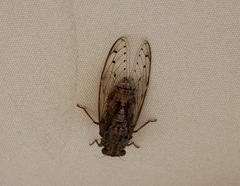Cicada cretensis