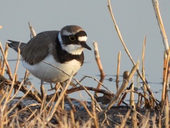 Charadrius dubius