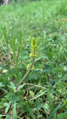 Cruciata laevipes