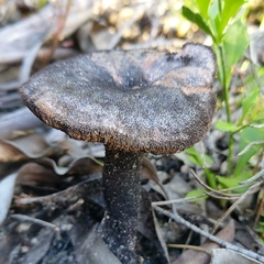 Neolentinus dactyloides