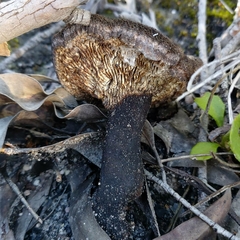 Neolentinus dactyloides