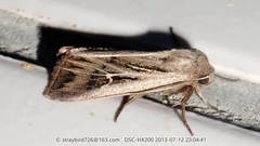 Mythimna velutina