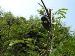 Sternocera orissa bertolonii