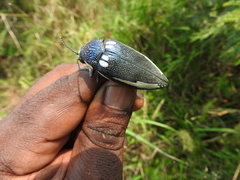 Sternocera orissa bertolonii