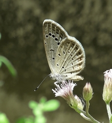 Pseudozizeeria maha