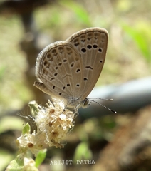 Pseudozizeeria maha