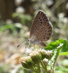 Pseudozizeeria maha