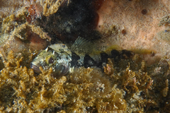 Robust Triplefin photo 4
