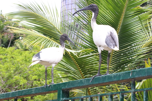 Australian Ibis, photo 3 of 10