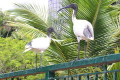 Australian White Ibis photo 3