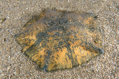 Meridiastra mortenseni