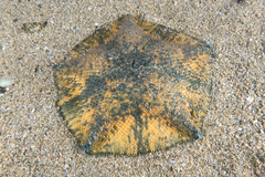 Meridiastra mortenseni