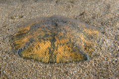 Meridiastra mortenseni