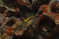 Parablennius laticlavius