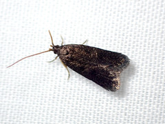 Lecithocera terrigena