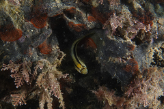 Parablennius laticlavius