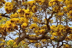 Tabebuia aurea