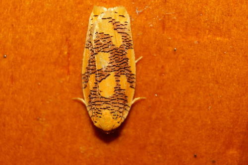 Templemania animosana