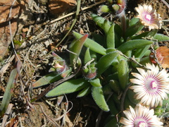 Trichodiadema strumosum