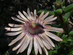 Trichodiadema strumosum