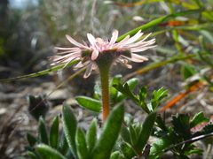 Trichodiadema strumosum