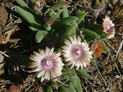 Trichodiadema strumosum