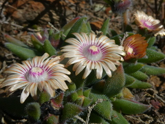 Trichodiadema strumosum