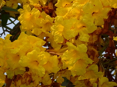 Tabebuia aurea