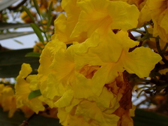 Tabebuia aurea
