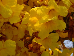 Tabebuia aurea