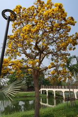 Tabebuia aurea