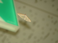 Palpita nigropunctalis