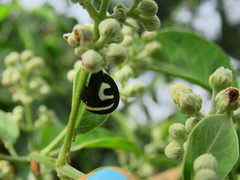 Membracis foliatafasciata