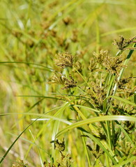 Cyperus exaltatus