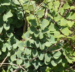 Pellaea calomelanos