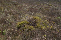 Protea subulifolia
