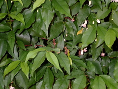 Magnoliopsida