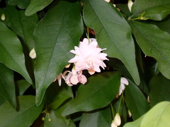 Magnoliopsida
