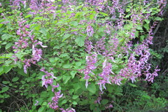 Ocimum labiatum