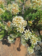 Crassula sarcocaulis