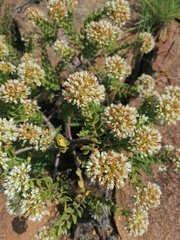Crassula sarcocaulis
