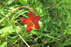 Hibiscus praeteritus