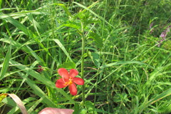 Hibiscus praeteritus