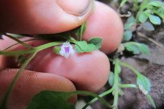 Stemodiopsis kamundii