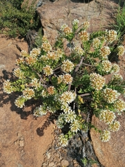 Crassula sarcocaulis
