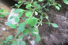 Stemodiopsis kamundii