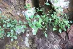 Stemodiopsis kamundii