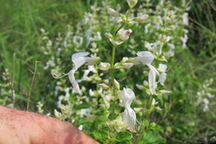 Ocimum labiatum